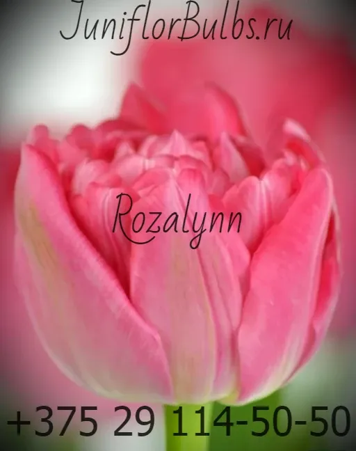 Луковицы тюльпанов сорт Rozalynn 12\+