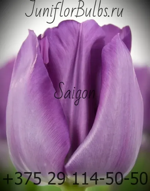 Луковицы тюльпанов сорт Saigon 11\12