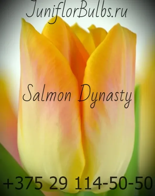 Луковицы тюльпанов сорт Dynasty Salmon 12+