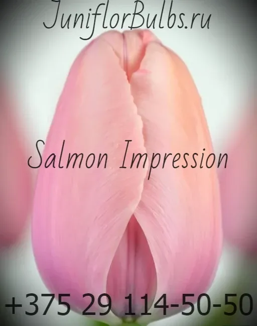Луковицы тюльпанов сорт Salmon Impression 11\12