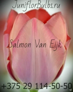 Луковицы тюльпанов сорт Salmon van Eijk #1