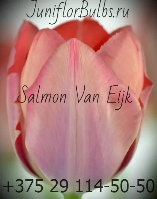 Луковицы тюльпанов сорт Salmon van Eijk 11\12