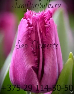 Луковицы тюльпанов сорт San Clemente #1