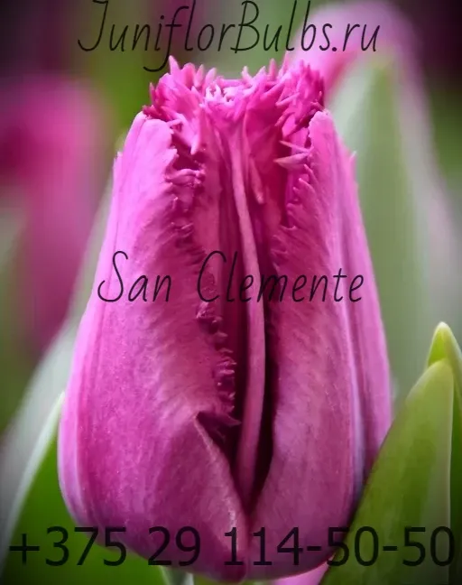 Луковицы тюльпанов сорт San Clemente 11\12