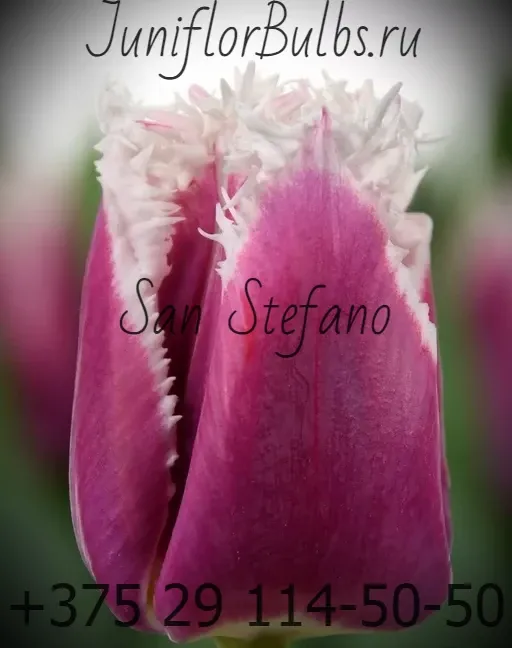 Луковицы тюльпанов сорт San Stefano 12\+