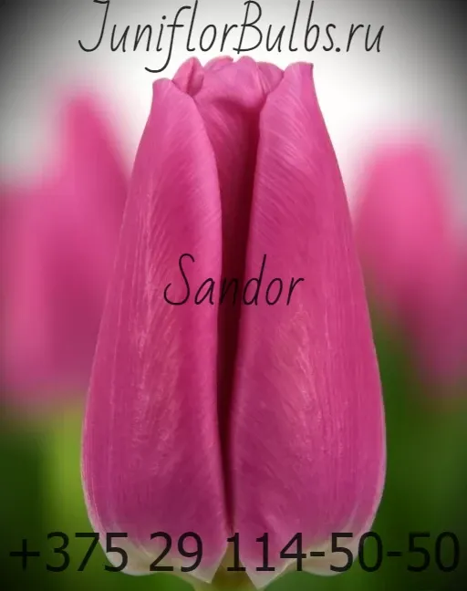 Луковицы тюльпанов сорт Sandor 12\+