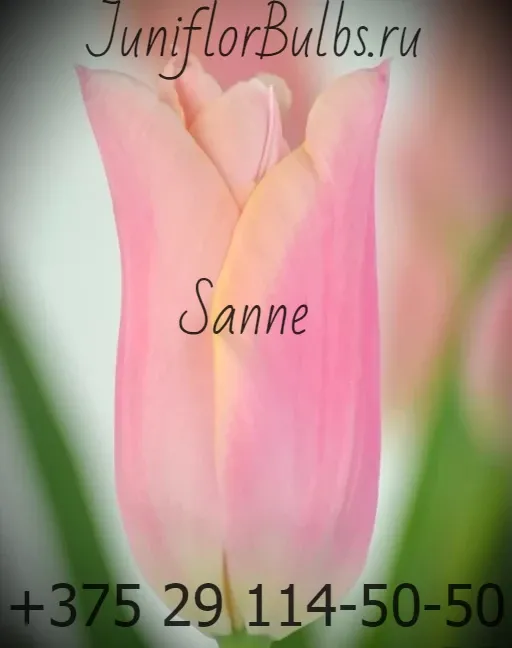 Луковицы тюльпанов сорт Sanne 12+