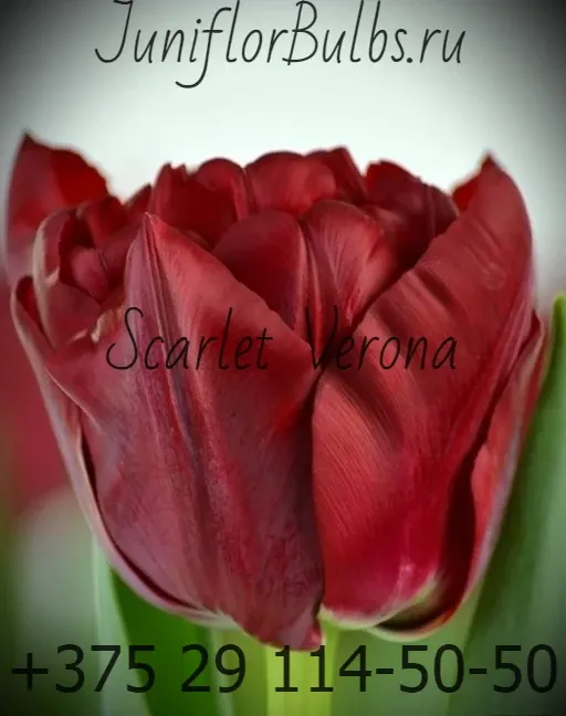 Луковицы тюльпанов сорт Scarlet Verona 12\+