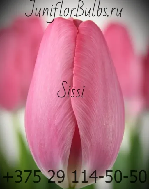 Луковицы тюльпанов сорт Sissi 11-12