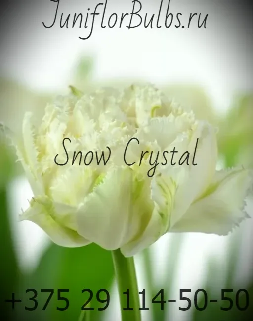 Луковицы тюльпанов сорт Snow Crystal 11\12