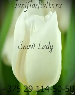 Луковицы тюльпанов сорт Snow Lady #1