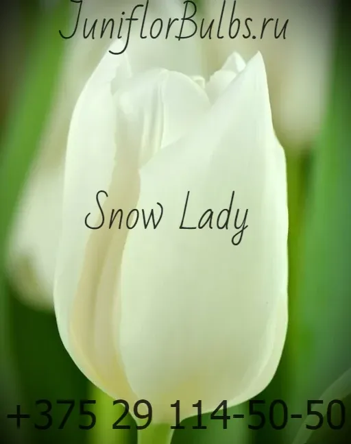 Луковицы тюльпанов сорт Snow Lady 1