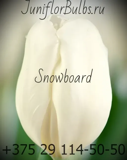 Луковицы тюльпанов сорт Snowboard 12\+