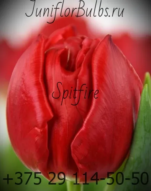 Луковицы тюльпанов сорт Spitfire 12\+