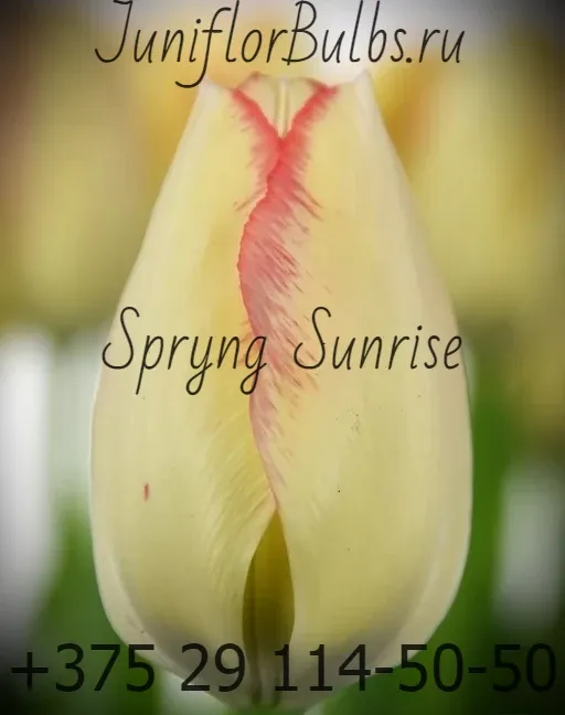 Луковицы тюльпанов сорт Spryng Sunrise 12+
