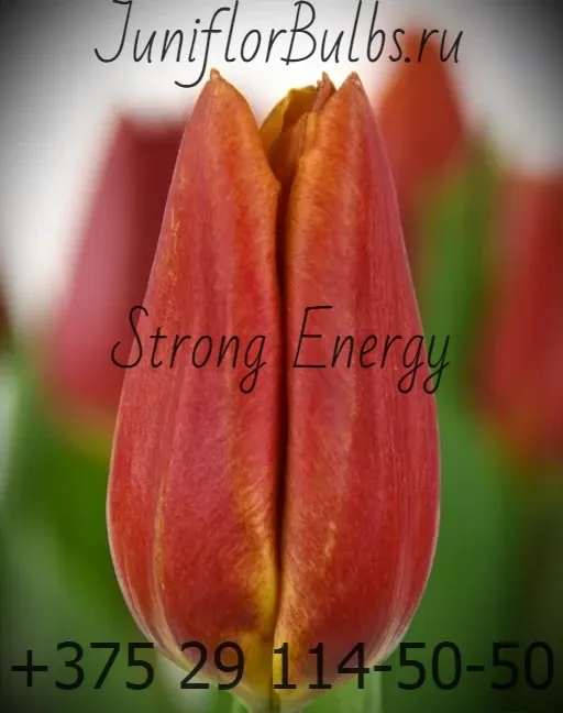 Луковицы тюльпанов сорт Strong Energy 11\12