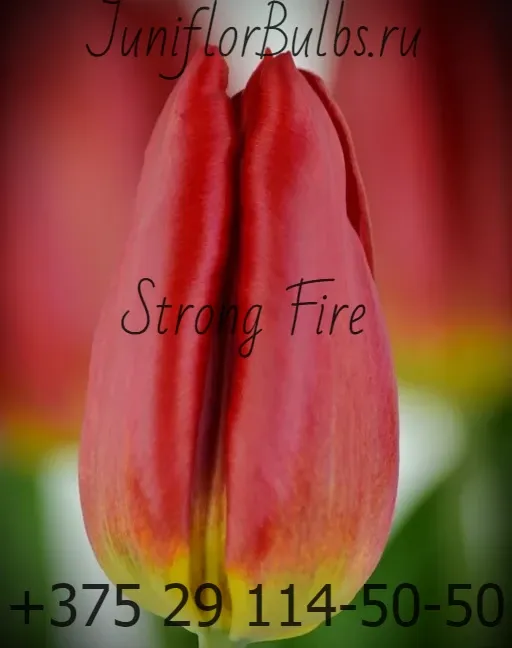 Луковицы тюльпанов сорт Strong Fire 12\+