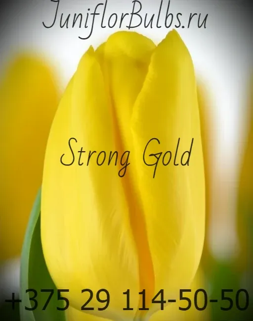 Луковицы тюльпанов сорт Strong Gold 10\11