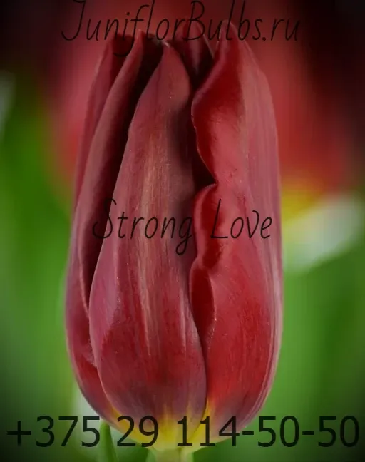 Луковицы тюльпанов сорт Strong Love 12\+