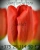 Луковицы тюльпанов сорт Sunbelt #1