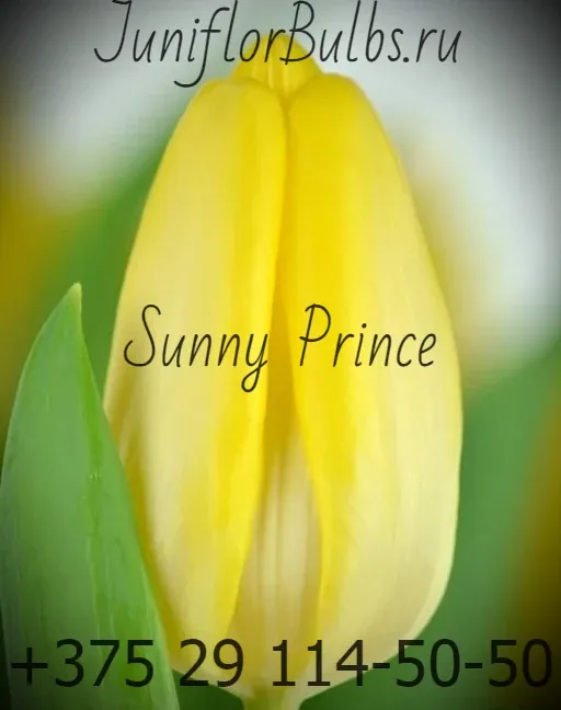 Луковицы тюльпанов сорт Sunny Prince 11\12