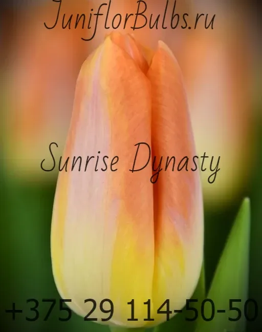 Луковицы тюльпанов сорт Sunrise Dynasty 12\+
