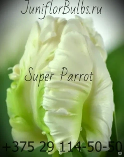 Луковицы тюльпанов сорт Super Parrot #1