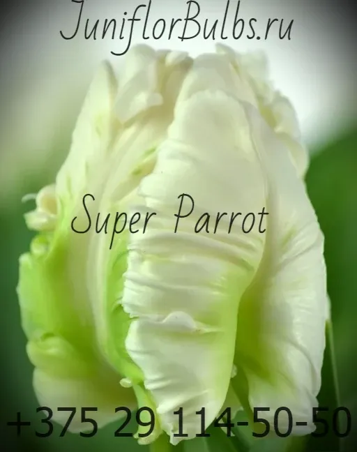 Луковицы тюльпанов сорт Super Parrot 11\12