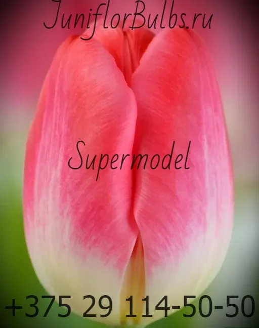 Луковицы тюльпанов сорт Supermodel 11-12