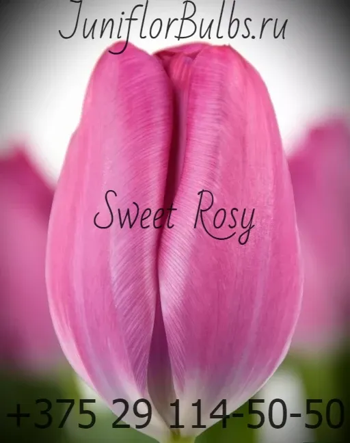 Луковицы тюльпанов сорт Sweet Rosy 11\12