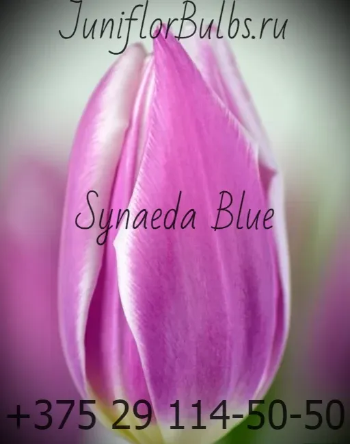 Луковицы тюльпанов сорт Synaeda Blue 12+