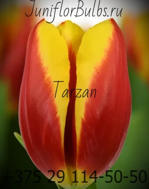 Луковицы тюльпанов сорт Tarzan 11\12
