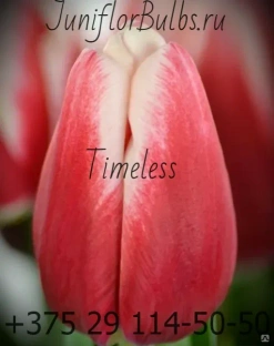 Луковицы тюльпанов сорт Timeless #1