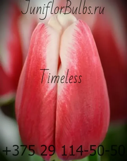 Луковицы тюльпанов сорт Timeless 11\12