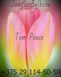 Луковицы тюльпанов сорт Tom Pouce #1