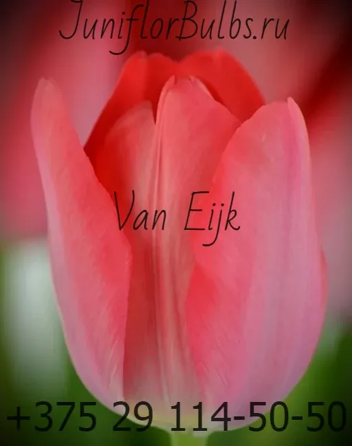 Луковицы тюльпанов сорт Van Eijk 12\+