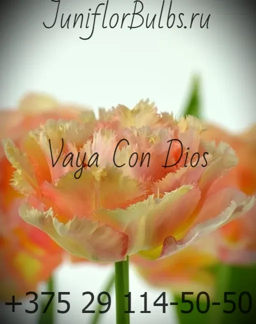 Луковицы тюльпанов сорт Vaya Con Dios 12\+