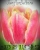 Луковицы тюльпанов сорт Verona Sunrise #1