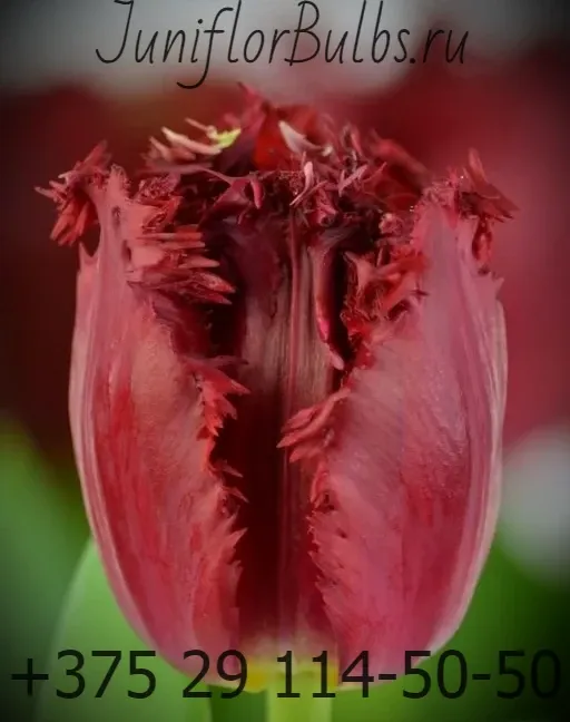 Луковицы тюльпанов сорт Versaci 12+