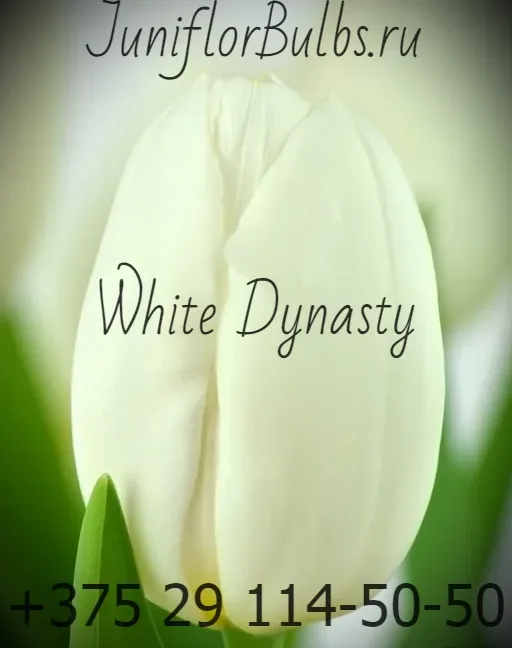 Луковицы тюльпанов сорт White Dynasty 11\12