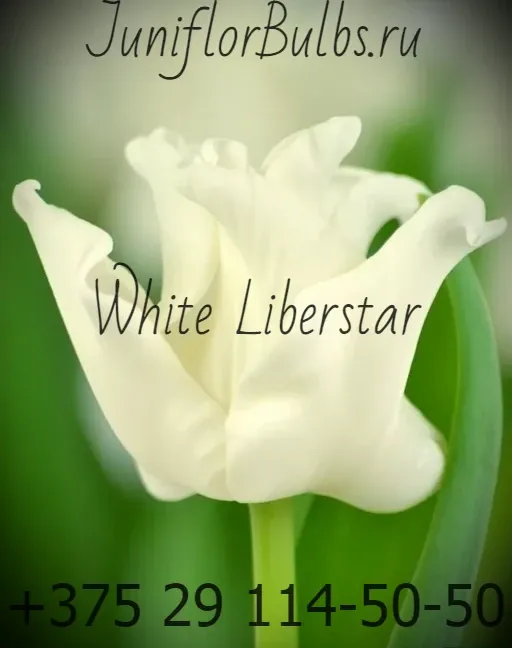 Луковицы тюльпанов сорт White Liberstar 11\12