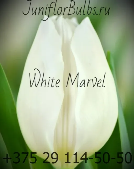 Луковицы тюльпанов сорт White Marvel 11\12