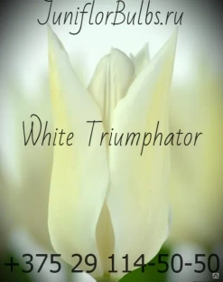 Луковицы тюльпанов сорт White Triumphator #1