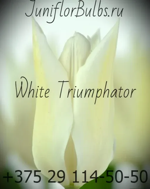 Луковицы тюльпанов сорт White Triumphator 11\12