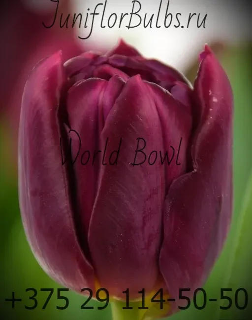 Луковицы тюльпанов сорт World Bowl 11\12