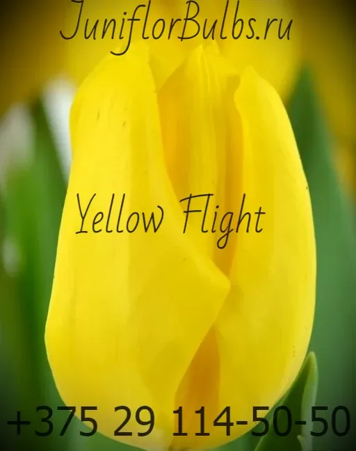 Луковицы тюльпанов сорт Yellow Flight 12\+