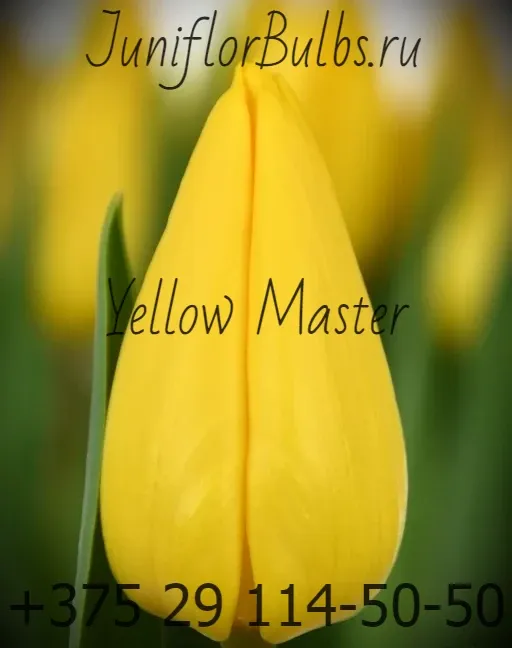 Луковицы тюльпанов сорт Yellow Master 12+