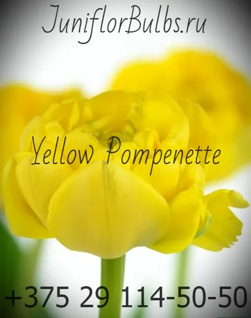 Луковицы тюльпанов сорт Yellow Pompenette 11\12