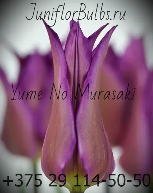 Луковицы тюльпанов сорт Yume no Murasaki 12\+