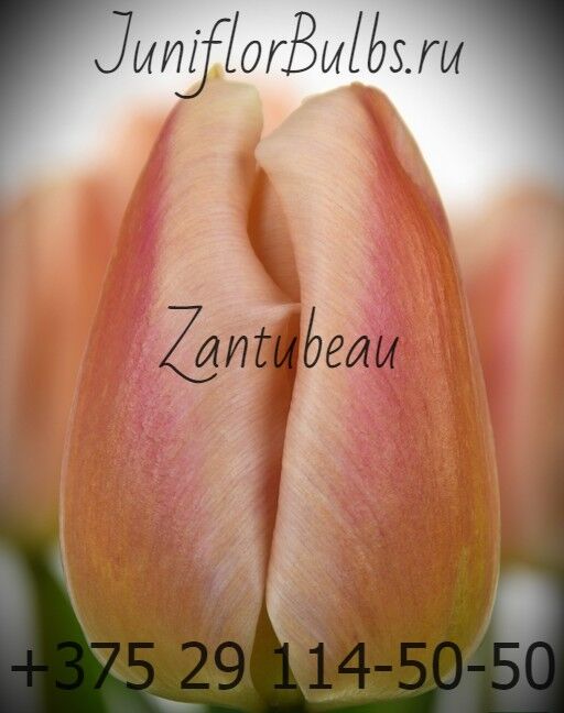Луковицы тюльпанов сорт Apricot Pride (Zantubeau) 12\+